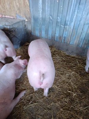 Scrofițe pt reproducere  - imagine 4