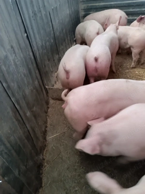 Scrofițe pt reproducere 