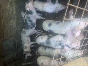 Grăsuni de vânzare  - imagine 2