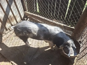 Purcel de vanzare  - imagine 2