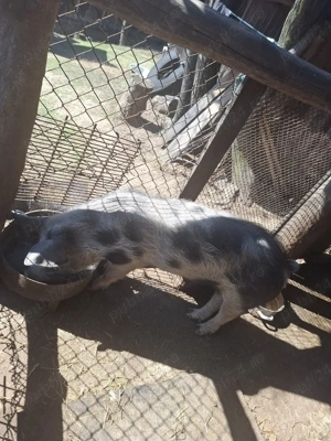 Purcel de vanzare  - imagine 3