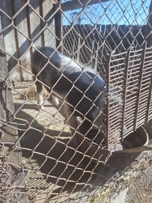 Purcel de vanzare  - imagine 4