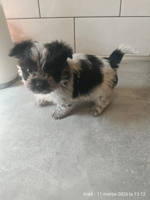 Vând shih tzu masculi  - imagine 3