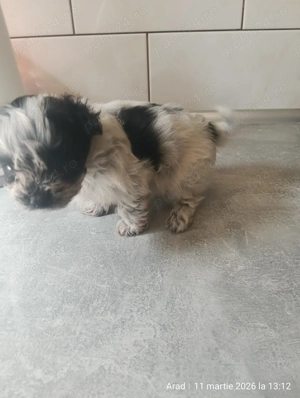 Vând shih tzu masculi  - imagine 2