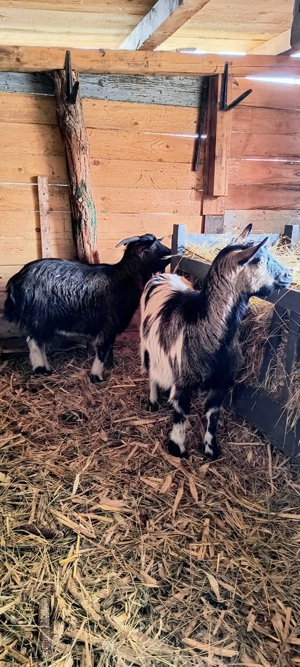 4 Căprițe blânde și îngrijite, își caută stăpân 