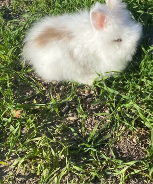 Iepure pitic cap de leu  - imagine 2