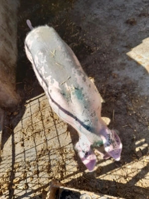 Grasuna de vânzare  - imagine 2