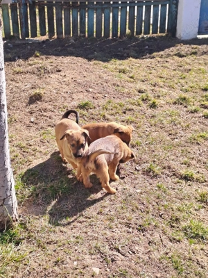 Căței disponibili - imagine 4