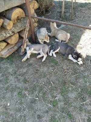 Catelusi Husky Siberian - imagine 3