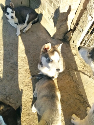 Catelusi Husky Siberian - imagine 2