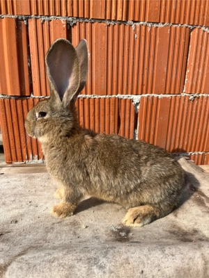 Femele Urias ferman - imagine 4