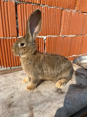 Femele Urias ferman - imagine 2