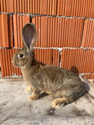 Femele Urias ferman - imagine 5