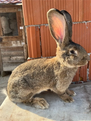 Femele Urias ferman - imagine 3