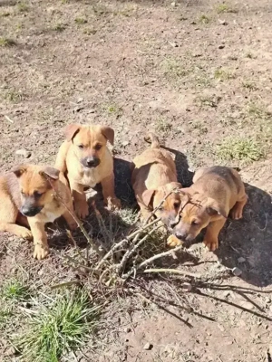 Căței disponibili - imagine 3