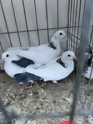 Porumbei jucatori de Baku