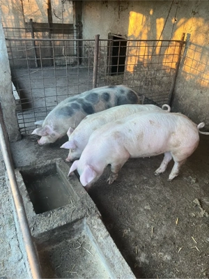 vind porci pentru paste ..100...110 kg 