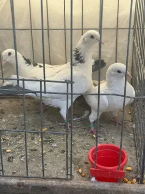 Porumbei Jucatori de Baku - imagine 2