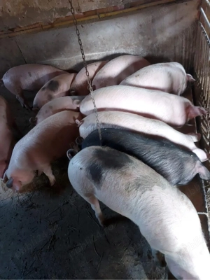 vand soldani  - imagine 2