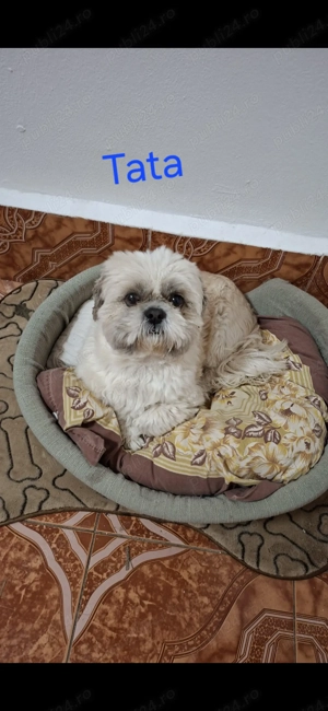 Catei Shih-Tzu 5 saptamani 