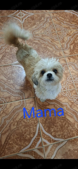 Catei Shih-Tzu 5 saptamani  - imagine 3