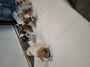 Catei Shih-Tzu 5 saptamani  - imagine 5