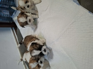 Catei Shih-Tzu 5 saptamani  - imagine 4