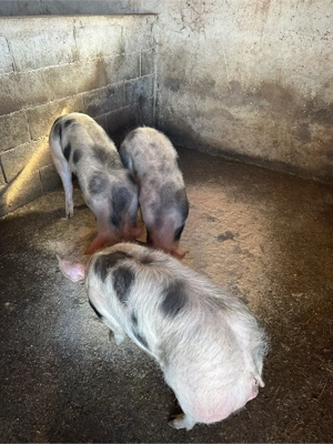 Pietrain rasa de carne 35 kg  - imagine 2