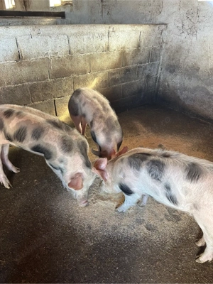 Pietrain rasa de carne 35 kg  - imagine 3