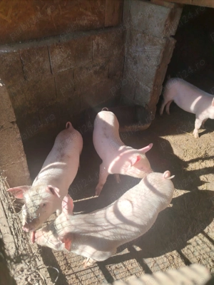 Vand Purcei - imagine 2