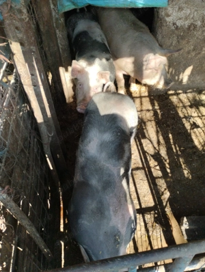 Porcii de vânzare  - imagine 4