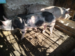 Porcii de vânzare  - imagine 2