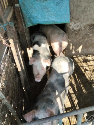 Porcii de vânzare  - imagine 5