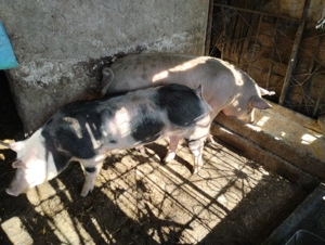 Porcii de vânzare  - imagine 3