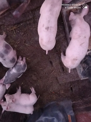 Vând purcei - imagine 2