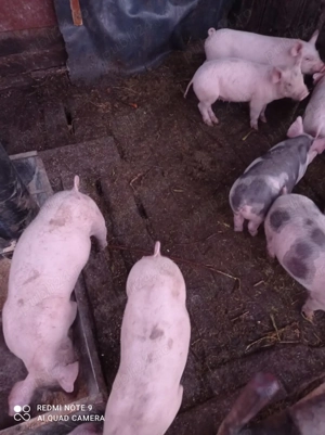 Vând purcei - imagine 4