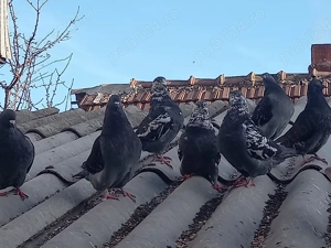 Vand 12 porumbei gainari stil vechi .