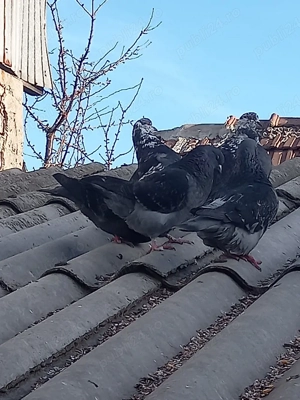 Vand 12 porumbei gainari stil vechi . - imagine 2