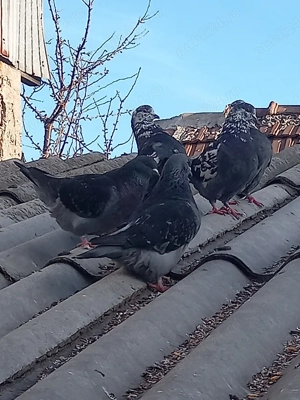 Vand 12 porumbei gainari stil vechi . - imagine 5