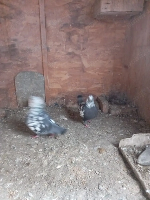 Vand 12 porumbei gainari stil vechi . - imagine 4