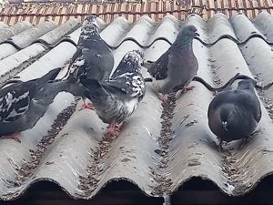 Vand 12 porumbei gainari stil vechi . - imagine 3