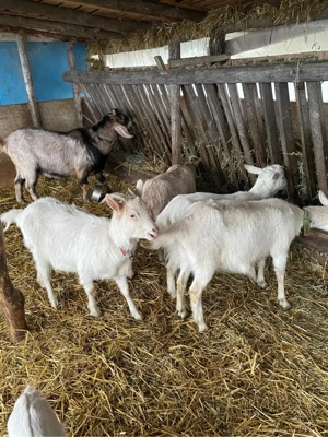 vand capre foarte bune de lapte - imagine 5