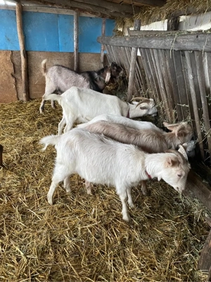 vand capre foarte bune de lapte - imagine 4