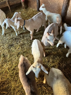 ieduti pentru prasila - imagine 5