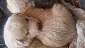 5 pui de cățel găsiți abandonați pe stradă  - imagine 2