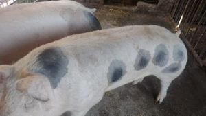 porci de vanzare  - imagine 3