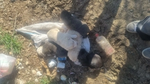 5 pui de cățel găsiți abandonați pe stradă  - imagine 5
