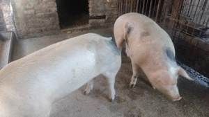 porci de vanzare  - imagine 2