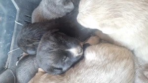 5 pui de cățel găsiți abandonați pe stradă  - imagine 4