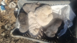 5 pui de cățel găsiți abandonați pe stradă  - imagine 3